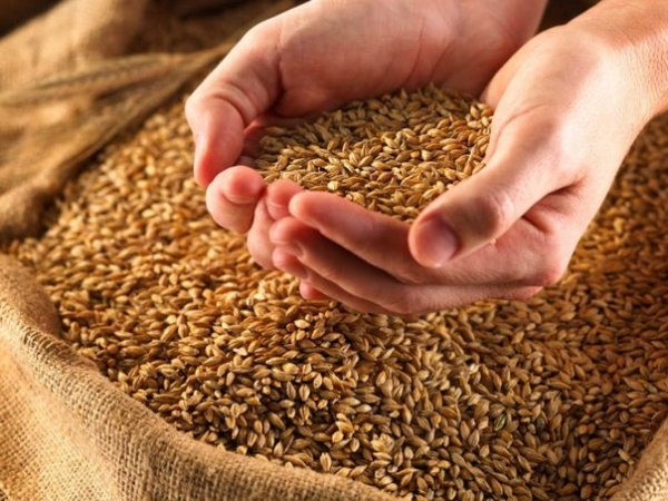 Mercado do trigo no país opera em  estabilidade